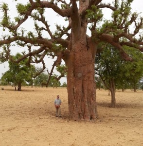 20130528_113131 E baobab Dogon 2013 cmp